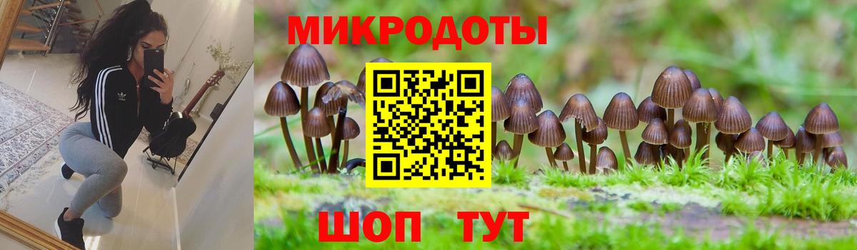 Псилоцибиновые грибы Psilocybe Норильск